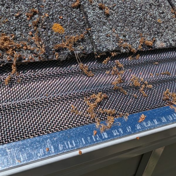 PXL_20240426_194325669.MP